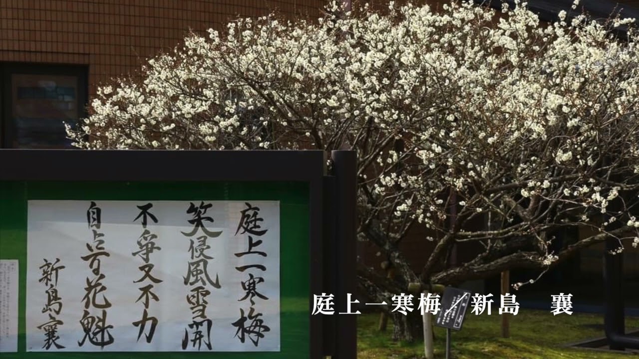 庭 上 の 一 寒梅