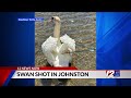 Swan shot by arrow in Johnston