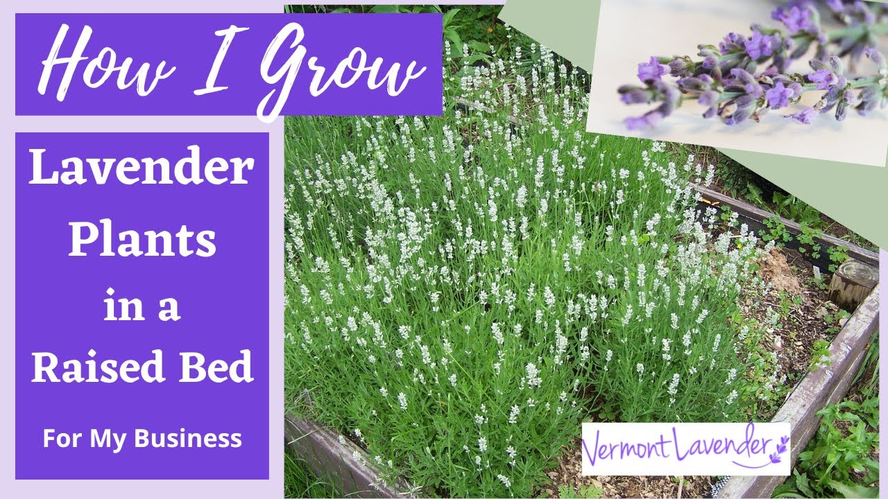 How To Grow Lavender In A Raised Bed Inspiring (Tips, Ideas and Uses
