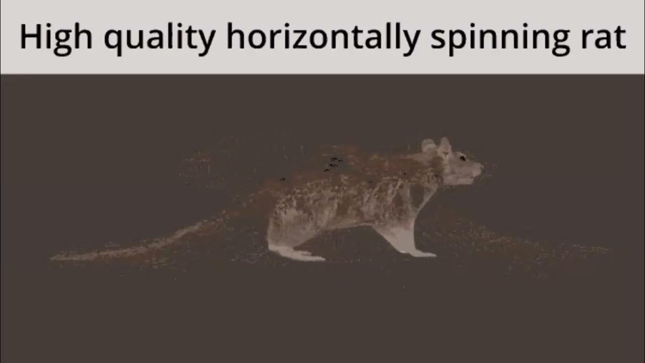 epic rat spinning YouTube