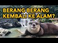 Berang berang kembali ke alam