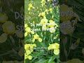 Iris care. Do you grow irises in your garden? #lanct #gardening #iris #flowergarden