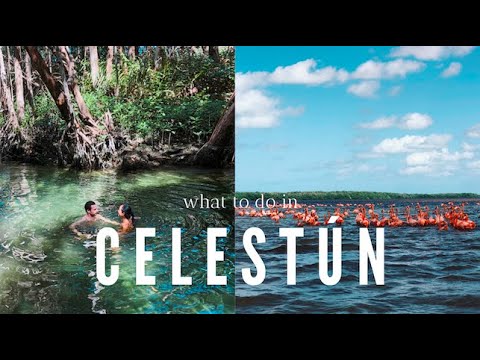 What to do in Celestún | We saw flamingos!