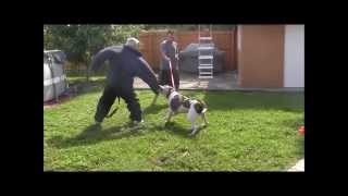 Aggressive American Bulldog has lost his mind! ( Part 4 ) DO NOT TRY THIS AT HOME!