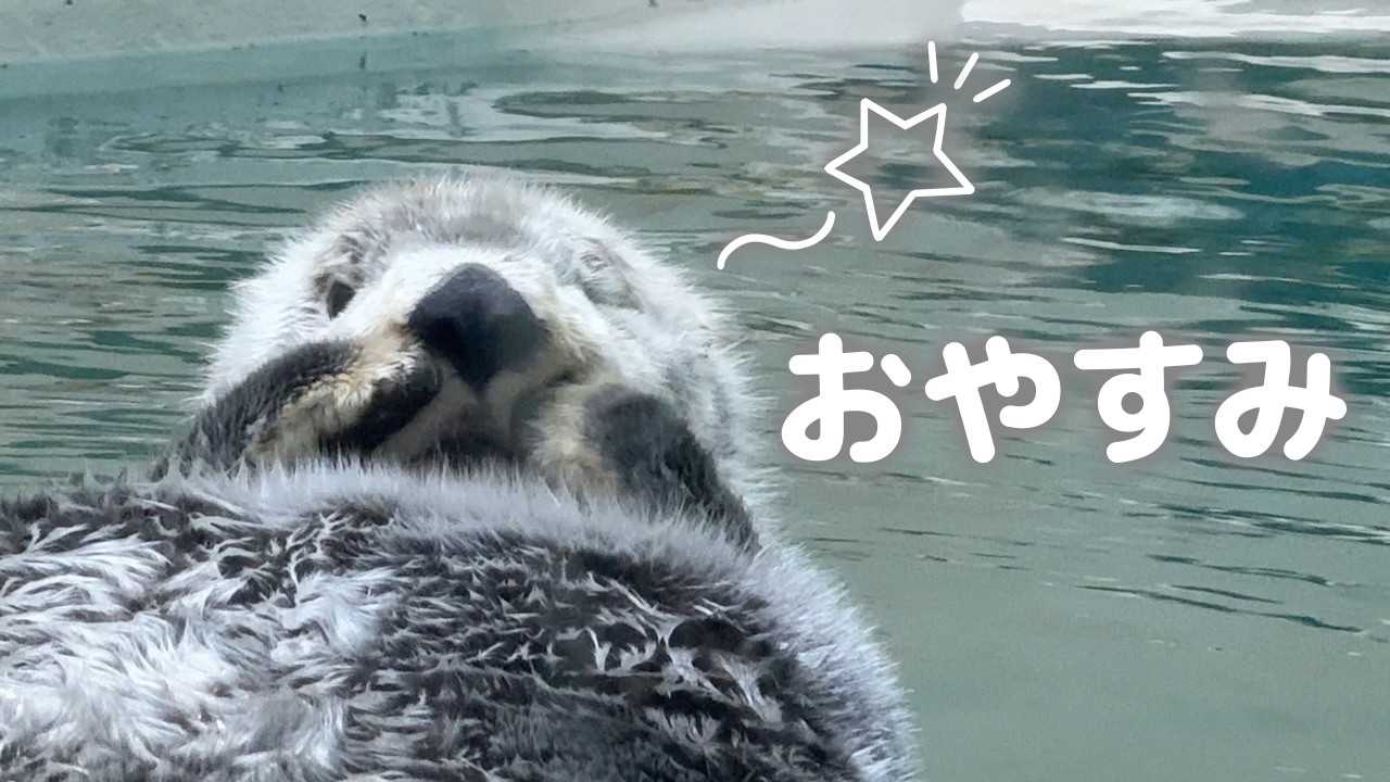 鳥羽水族館】ラッコ🦦 キラちゃんの可愛すぎるぽやぽやお昼寝タイム