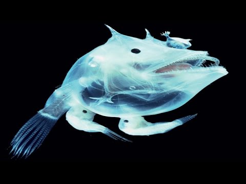 ミステリー 深海魚 特集 カワイイ 編 Youtube