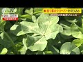 感染拡大防止のため“四つ葉のクローバー”刈り込み(20/04/29)