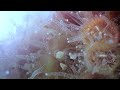 Organisms of the mbl woods hole coral