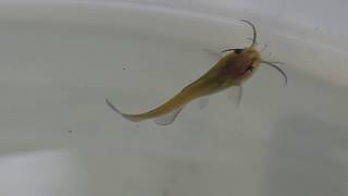 Bucketseries Feeding Brown Bullhead Catfish