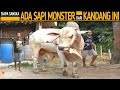 Siapa sangka di kandang ini ada sapi po monster di jual untuk jadi sapi qurban premium 