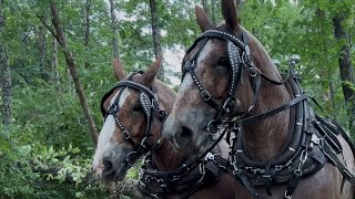 A good day of Horse logging