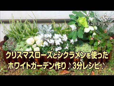 冬の花壇作り3分レシピ クリスマスローズとガーデンシクラメンを使ったホワイトガーデン作り Youtube