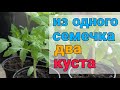 Как из одного семечка получить два куста. Корнестим стимулятор корней рассады