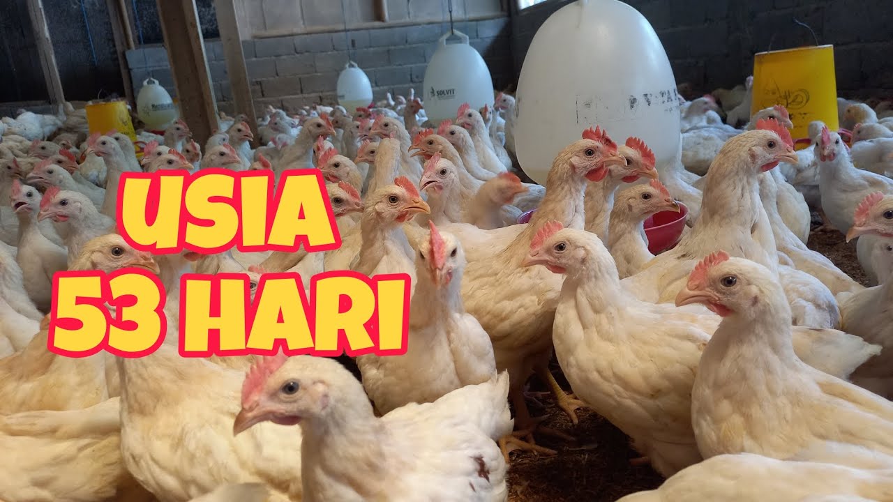 PERKEMBANGAN AYAM DI HARI KE 53 ‼️ MULAI PENGECEKAN BOBOT AYAM
