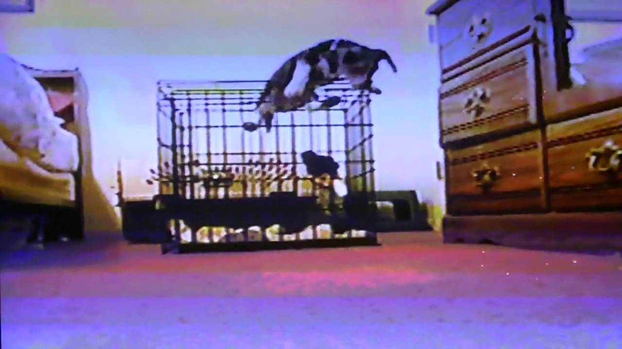 beagle escapes from cage YouTube