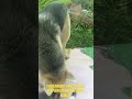para anabul yatim #cover #coversong #cat #imut #kitten #cute #anjing #dog #funny #shorts #viral