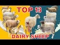 Top 13 Dairy Sheep Breeds in The World with Sales Revenue per Lactation