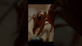 When There Are Multiple Queens In An Anthill They Become Food wildlife animals shorts