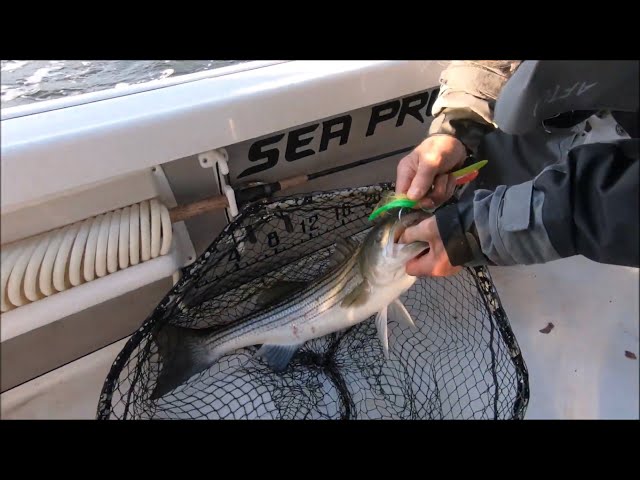 Striper Rig you will LOVE! Mojo and Bunker Spoon trolling! 