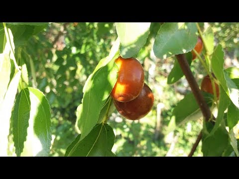 Зизифус, жажоба, унаби   это всё одно растение!