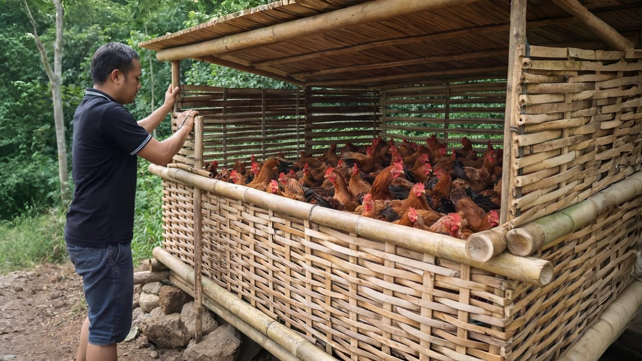 Man Upgrades His Giant Bamboo Chicken Coop by Hand in the Jungle | Start to Finish