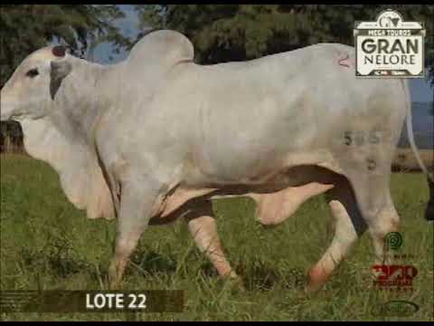 LOTE 22