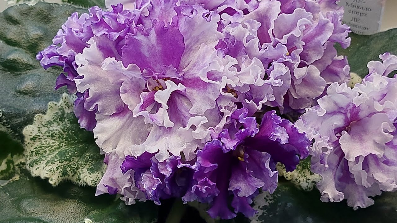 22.08.2025.Москва/Очень много новинок/Выставка фиалок(МФ) в Доме фиалок.