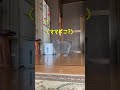 ママって言いながらママ探す子がママ見つけた時～ #ブリティッシュショートヘア #喋る猫 #shorts