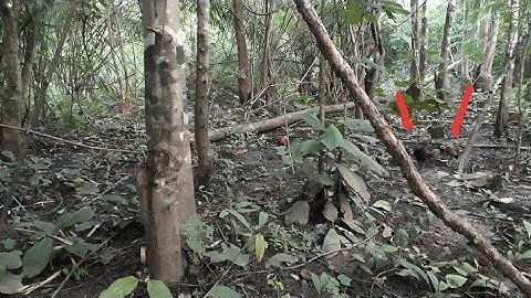 ต่อไก่ป่า Dib qaib tuaj zoo tiag2 hnub 01-11-2021