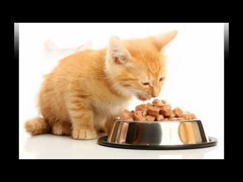 сухой корм для кошек эукануба