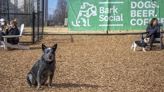 Bark Social Dog Bar review  North Bethesda, MD
