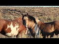 MUSTANGS of our WILD WEST October 2017