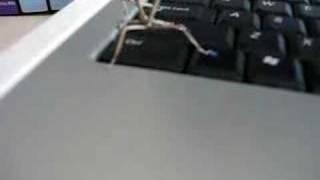 Dancing Stick Insects