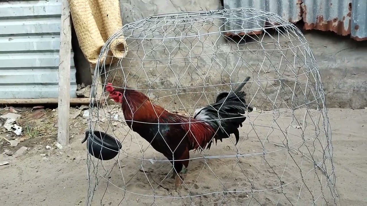 Lên top 5 be cho anh em đón xuân/03/49/871/555@