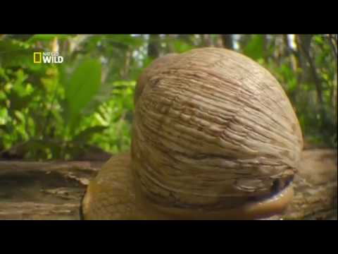 Самые большие