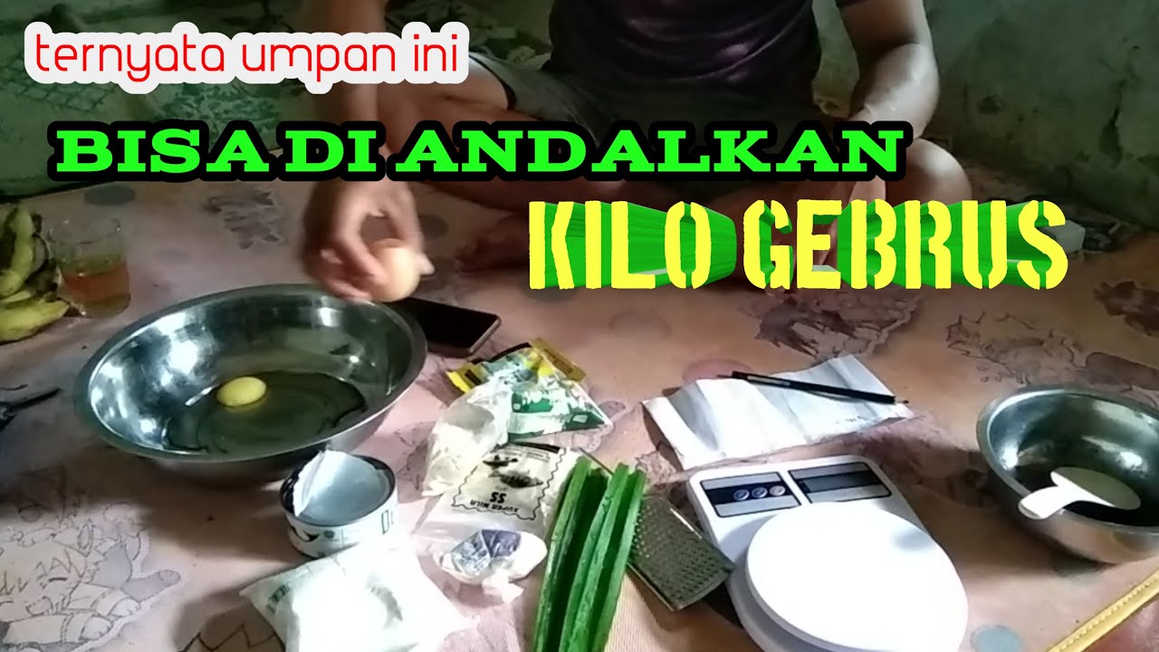 UMPAN IKAN MAS KILO GEBRUS PALING AMPUH BISA DI ANDALKAN