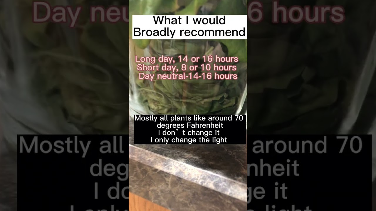 What light schedule to give hydroponic plants for the best results 