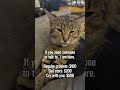 #milo #cat #follow #michi #funny #shortsfeed