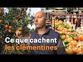 Clmentines les secrets du fruit ftiche de lhiver