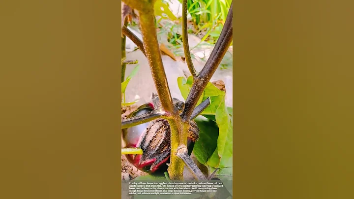 Pruning an Eggplant Tree #smartfarming #gardeningtips #eggplant