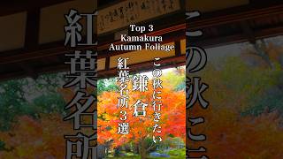 この秋に行きたい鎌倉の紅葉3選 Autumn Foliage in Kamakura #鎌倉の紅葉 #紅葉の名所#鎌倉観光 紅葉の名所 鎌倉散歩 長谷寺 長寿寺 円覚寺 紅葉