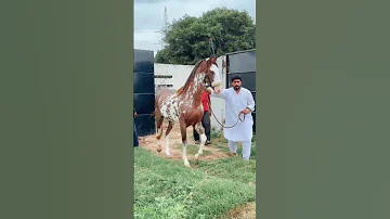 ملکیتی بھائی نعمان منشاء گوندل صاحب ماشااللہ واہ گھوڑا واہ شوق NezaBazi 