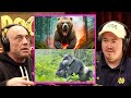 Bears vs gorillas  who wins  joe rogan  shane gillis