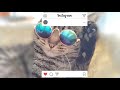 【インスタ映え】猫用サングラス買ってみた！の巻