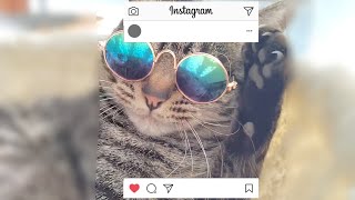 【インスタ映え】猫用サングラス買ってみた！の巻