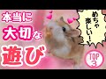 【やるしかない】100％ハムスターと盛り上がる遊び方 TOP3