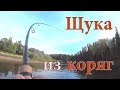 Японские воблеры VS глухой коряжник. Безумные спиннингисты.