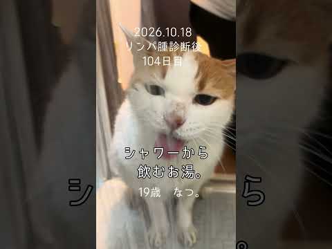 #ナツパンチ #老猫 #ねこのいる生活 #シニア猫 #ねこ #cat #介護 #リンパ腫 #抗がん剤