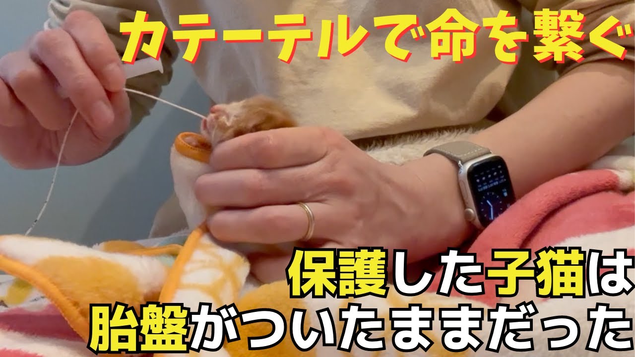 保護した子猫は胎盤がついたままでした】生後0日は30分毎のカーテル