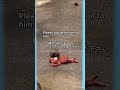 24.July.2026 Feeding 12h Oran_mama’s eye 餌やりオランママの目はどこ？　#がんばれパンチ #punchthemonkey